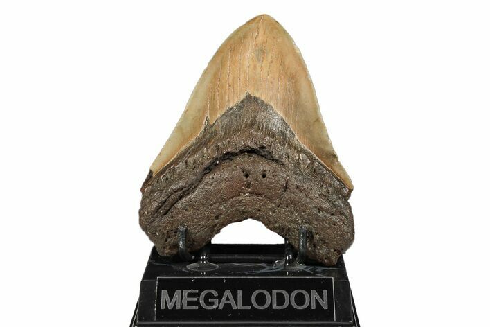 Serrated, Fossil Megalodon Tooth - North Carolina #192871